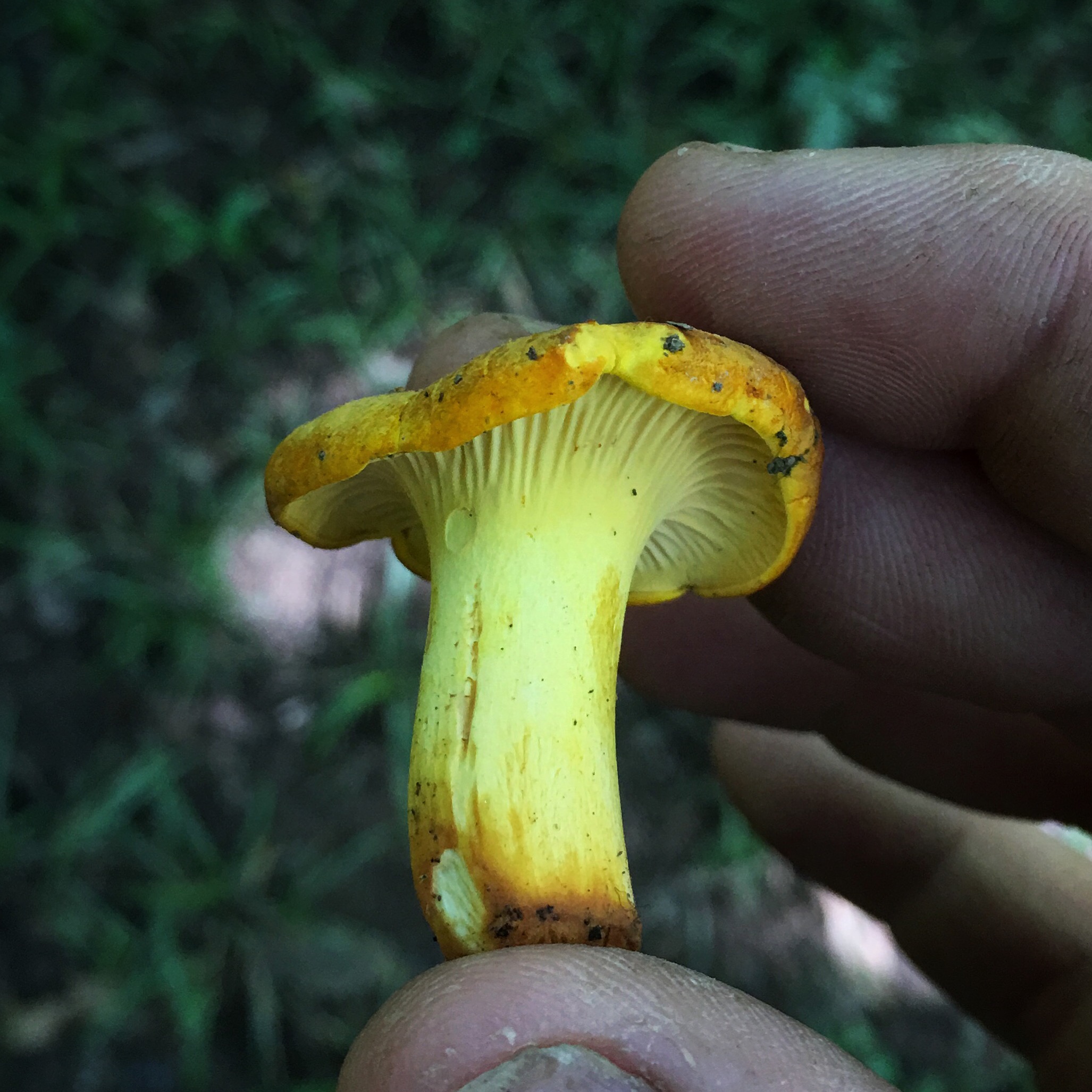 Chanterelles come in a variety of sizes and colors. 