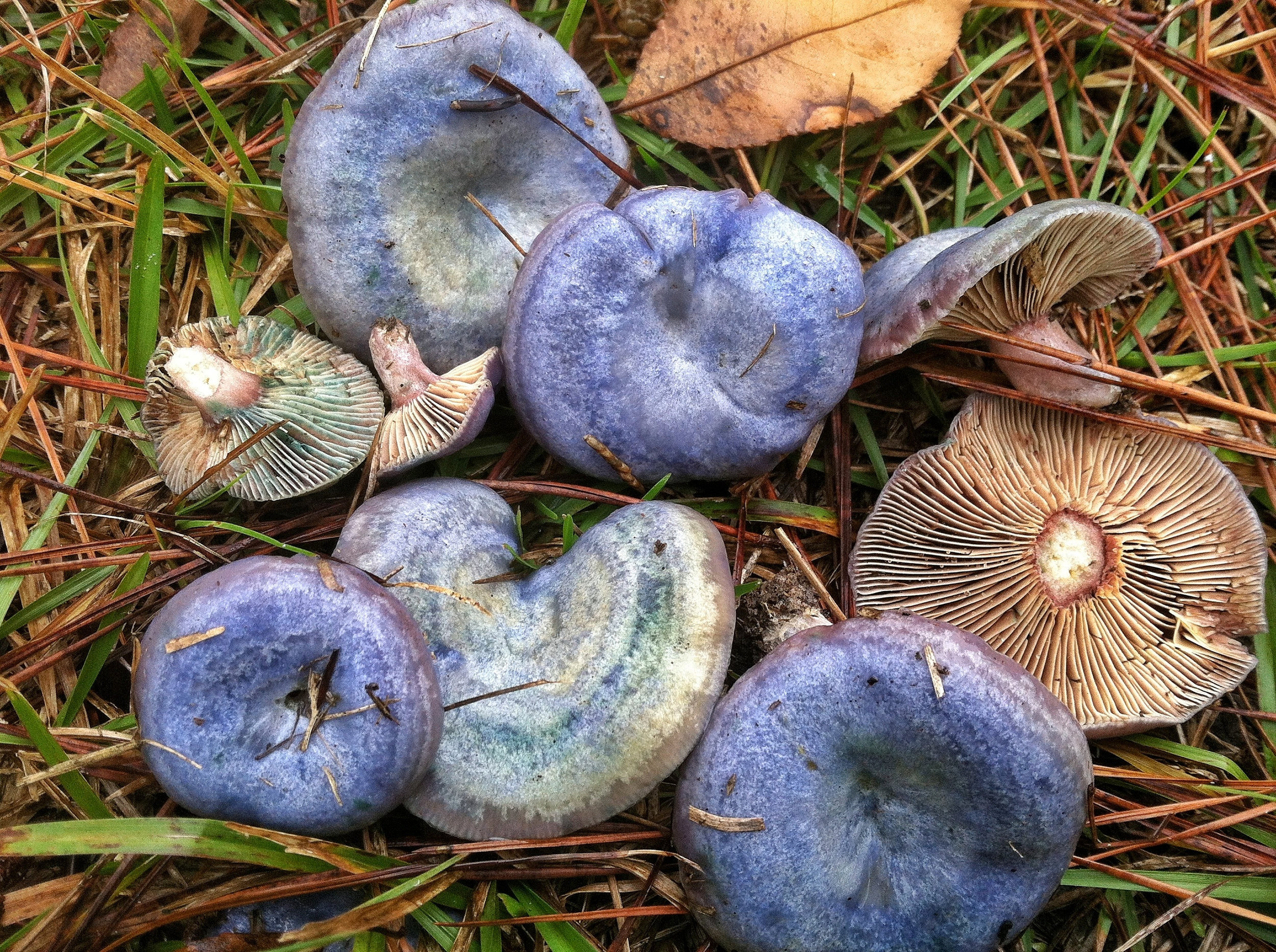  Lactarius paradoxus is a type of "Milk Mushroom" that excretes fluids when it's handled. The contrast of the vibrant mushroom's colors with it's bright staining fluids make it one of the most beautiful mushrooms for the plate. They are typically fried, but work well in simple sautes as well.