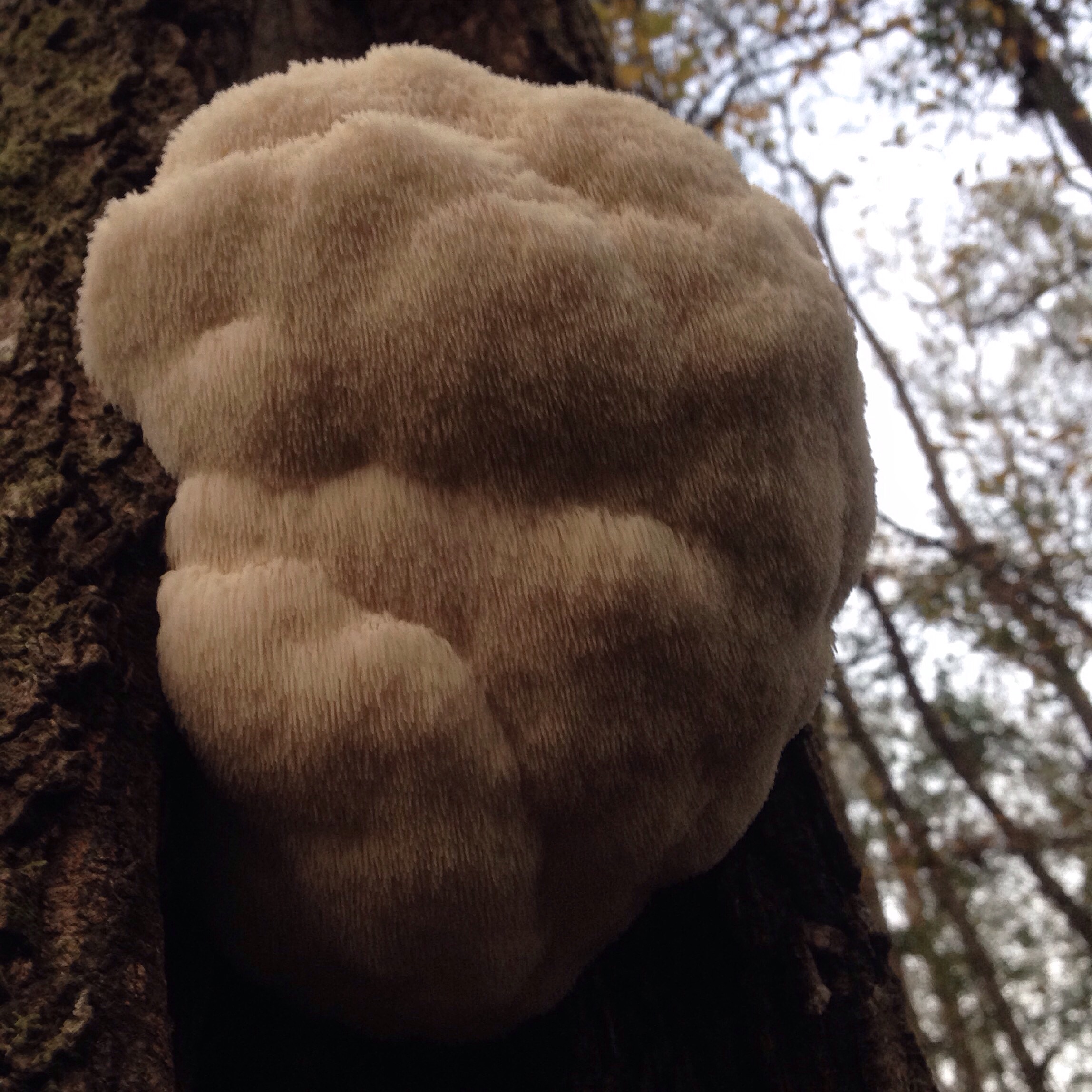  Ooooooohhhhhh Hericium erinaceus, the Lion's Mane Mushroom. These delicious, strange looking mushrooms can get bigger than basketballs! They particularly like Water Oaks during Fall, and though they are fairly common to see, they are notoriously difficult to collect. This one was about 7' up the tree, but I've seen them over 50' up countless times. Their firm texture and unique flavor are reminiscent of crab meat! I like to slice them into 1/2" steaks and grill them. Read more about it on my "Farming" page, but these mushrooms are excellent for your health. They are particularly good for your brain!