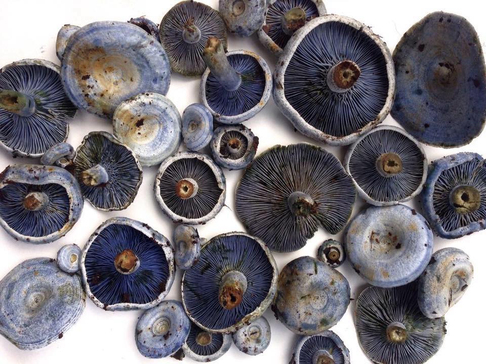  The Lactarius indigo, or Blue Milkcap, is a very distinct edible mushroom. Like their close cousin the Lactarius paradoxus, they are traditionally fried, but also good sauteed. Despite their brilliant color, they are kind of difficult to spot among flood debris in dry creek-beds. The "milk" these mushrooms exude when damaged is a vibrant blue! 