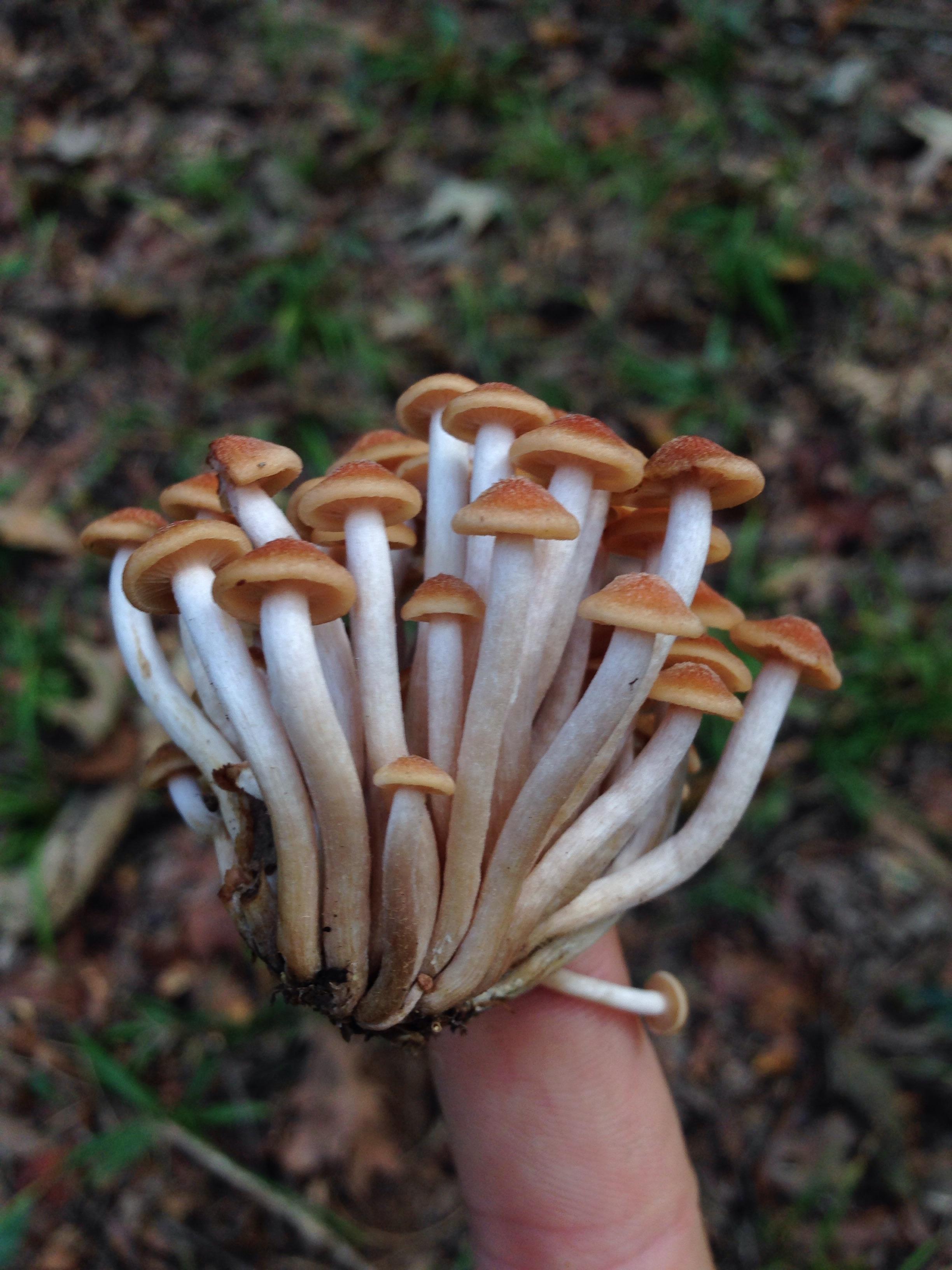  This is a young cluster of Armillaria tabescens, the Ringless Honey Mushroom. The largest living organism on Earth is a species of Armillaria fungus, spanning several square miles in the Pacific North West and into Canada. These mushrooms are very common in urban landscapes in Fall, but I do not ever recommend collecting from these habitats. Mushrooms are notorious for absorbing herbicides, pesticides, and fungicides. They can be found in dry swamp beds in large numbers. They cook a bit slower, acting as great additions to soups and slow cooker recipes. Their clusters can be small enough to balance on a finger or large enough to take both arms to carry.