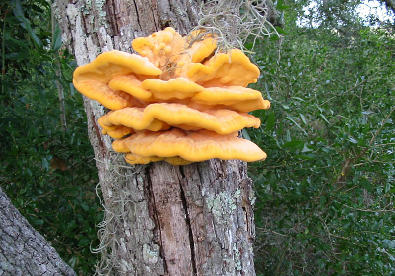  The Chicken of the Woods mushroom. Their common name comes more from their firm texture than their flavor, but if you can collect them early enough, they taste very lemony and just. like. chicken! They come in late Summer and last until Fall. Fairly common throughout North America, with particularly large specimens in the Appalachians. They do not have any close look-alikes! They love Live Oak trees in Georgia. They are great grilled, fried, sauteed, and stewed. There are no wrong ways to cook this mushroom. 