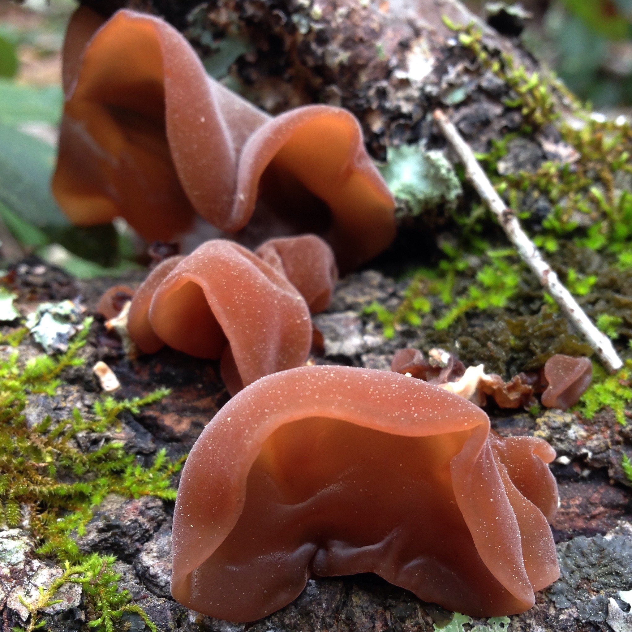  Auricularia auricula is the Wood Ear, or Cloud Ear mushroom. It grows on wood and looks like an ear! This mushroom is cultivated en masse in China and is a common ingredient in most sweet & sour soups. They do not have much flavor of their own, but they have a very unique texture and absorb other flavors well. They are a great addition to soups and stir-fries. 