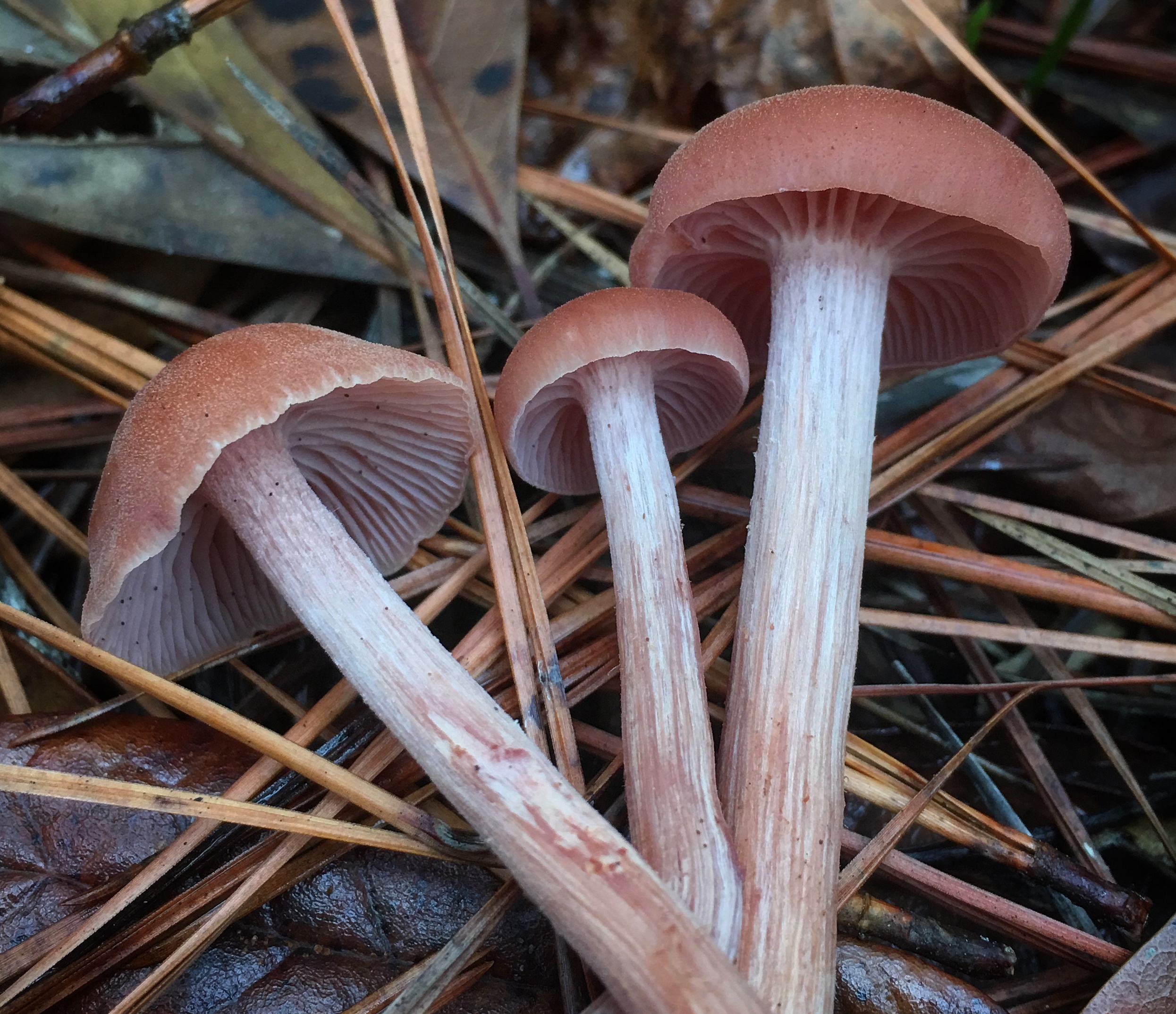  Laccaria laccata, or Amber Bell mushroom. These firm little mushrooms love south Georgia's Slash Pine forests during the Winter months. They need to cook a little longer than most mushrooms their size, but work amazing in slow cooker recipes and soups. They're quite good and very hearty, but their small size make it trouble to get much weight together.