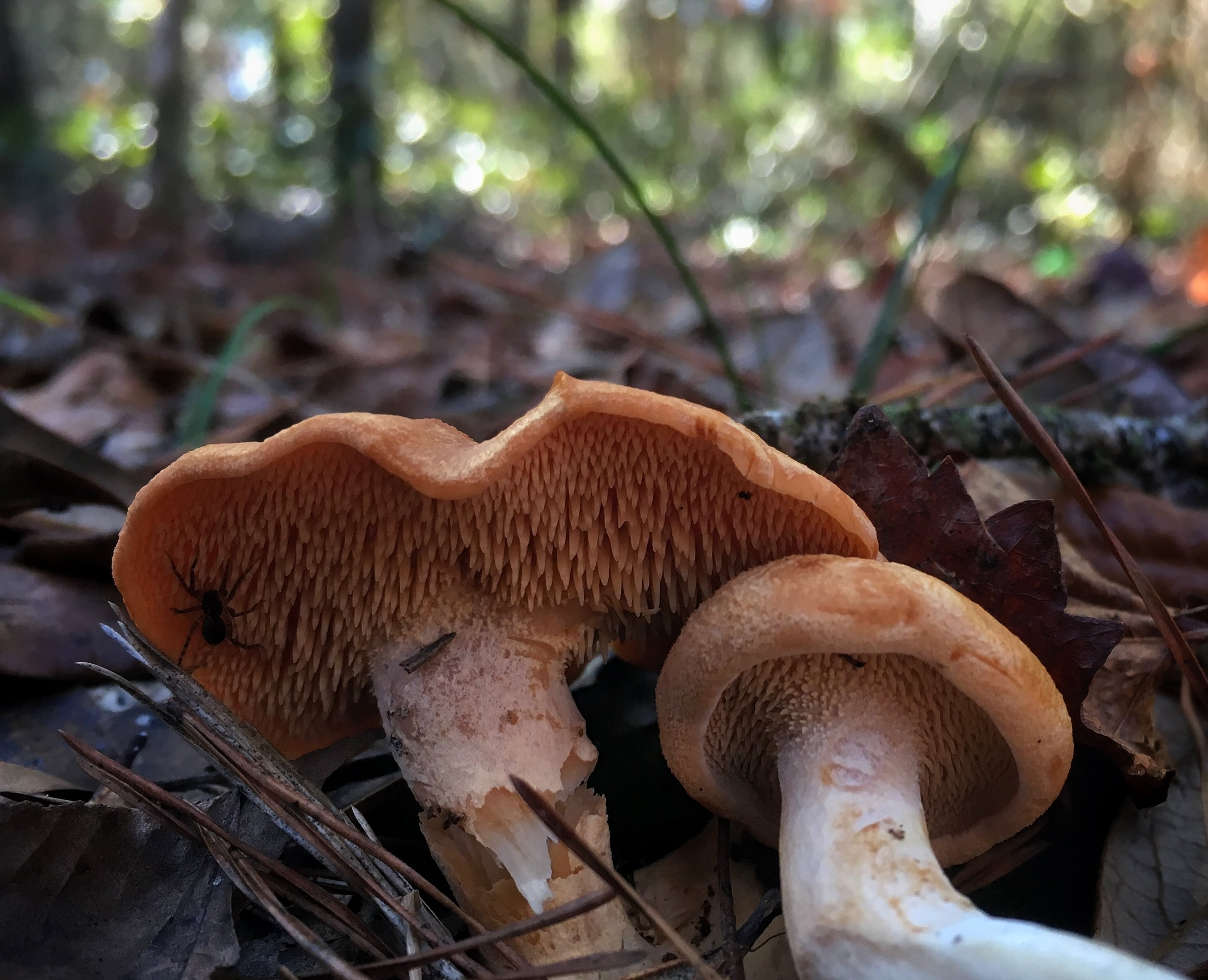  A closer look at the "teeth" underneath the Hedgehog Mushroom. I get strange looks when I tell people I'm hunting Hedgehogs.