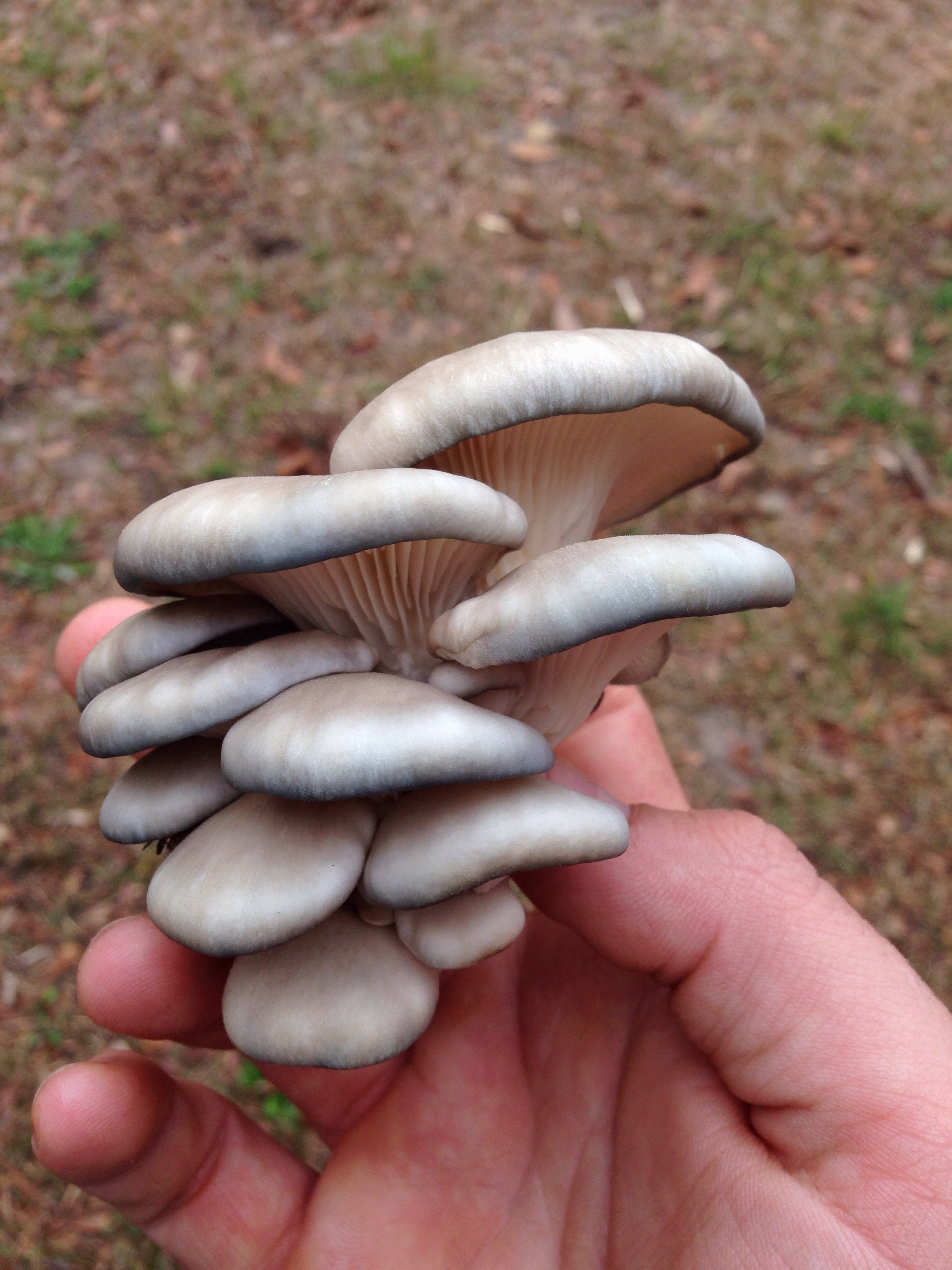  A great cluster of young Oyster mushrooms. You can read more about Oysters on my "Farming" page. They are a very flavorful mushroom terrific in almost any dish. A simple saute with garlic, onions, and butter is an unbeatable dish! Oysters like very wet conditions in Fall and Winter months. They are one of the most common cultivated mushrooms.