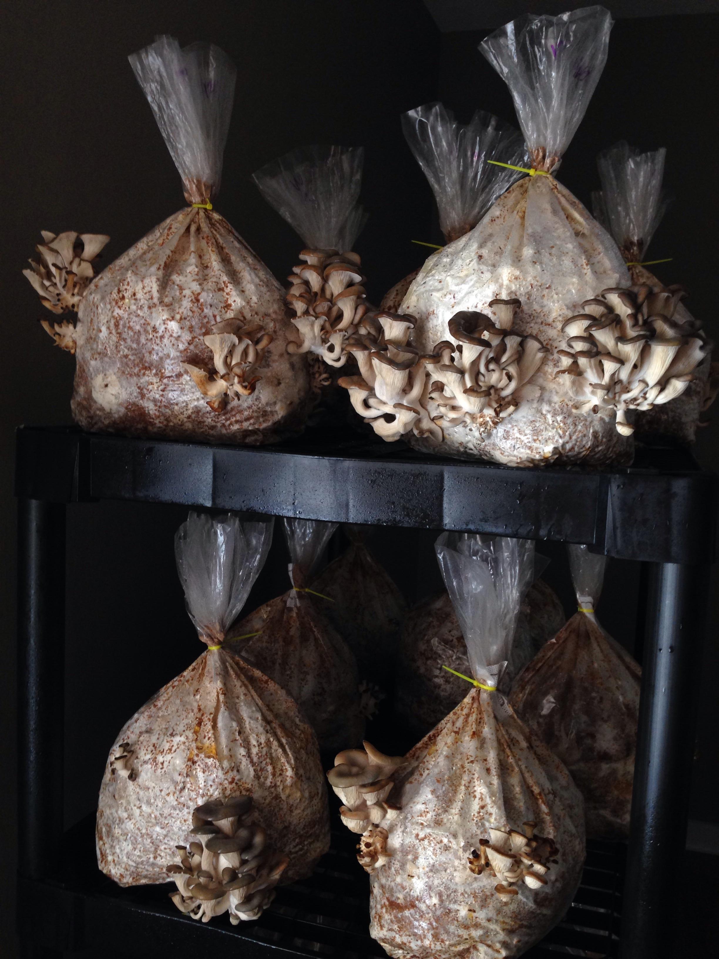 Some of my very first Oyster mushrooms. They've come a long way!