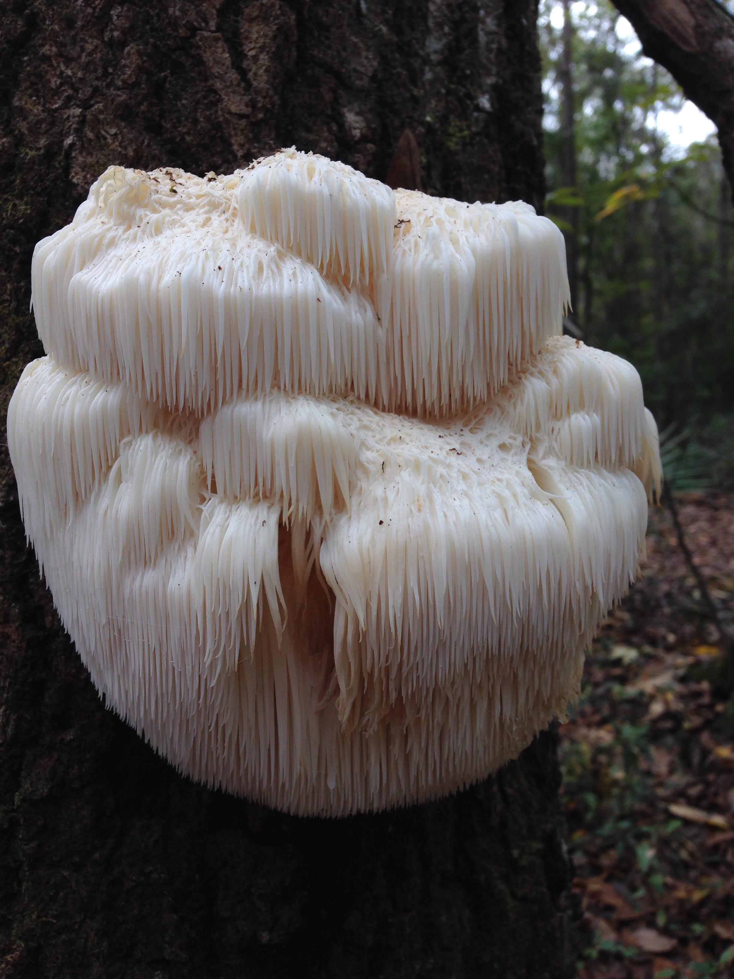  The Lion's Mane mushroom is a great edible for beginner mushroom foraging. There is no close look-aiike and they are delicious! They can range from the size of a golf ball to larger than a basketball! Look up in oak trees during the Fall and Winter. 