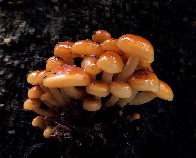 Flammulina velutipes 
#mushroom #mushrooms #fungi #fungus #funga #georgia #enoki #enokitake #mycology #myco #nature