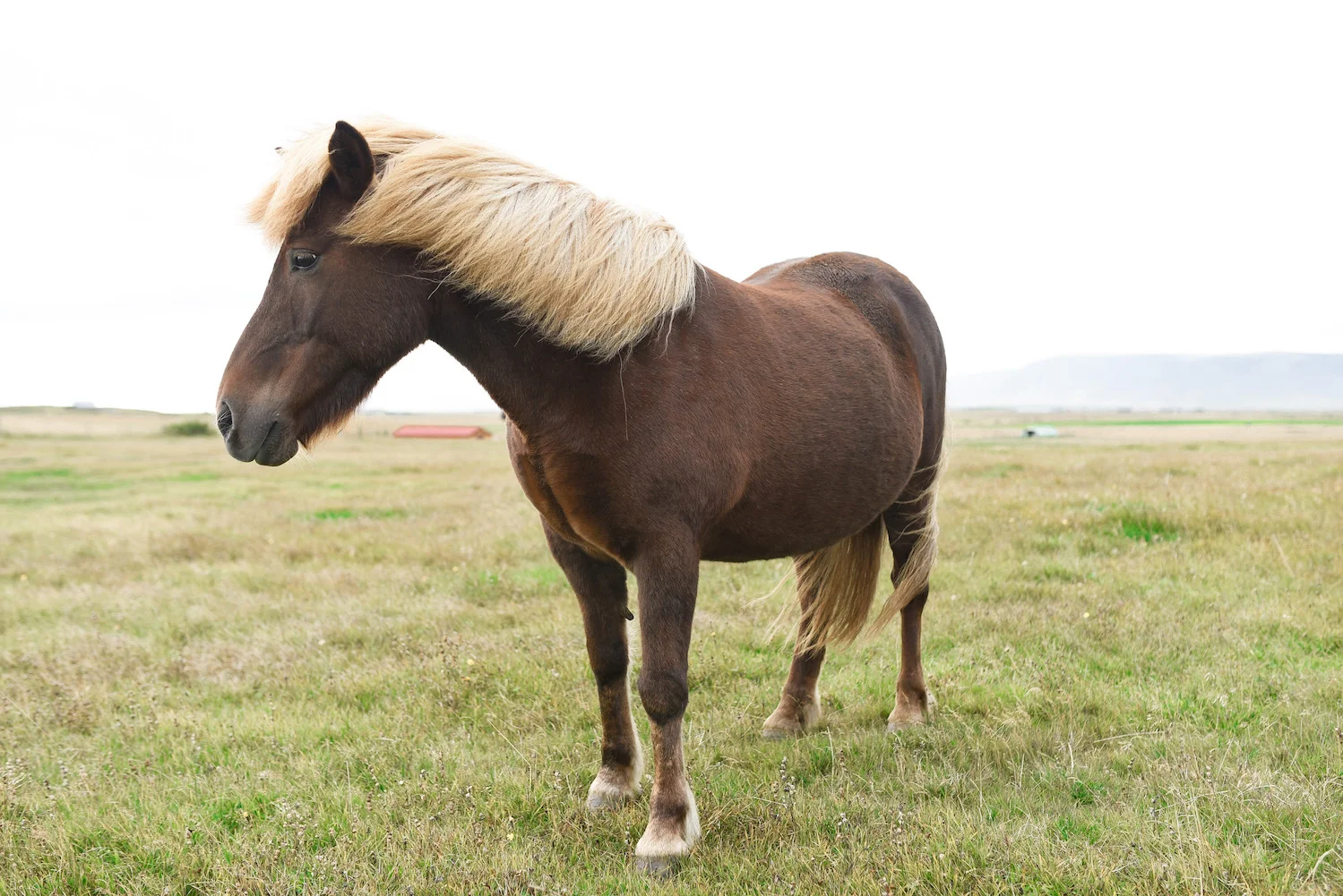 Icelandic horses are super friendly and will walk right up to you.