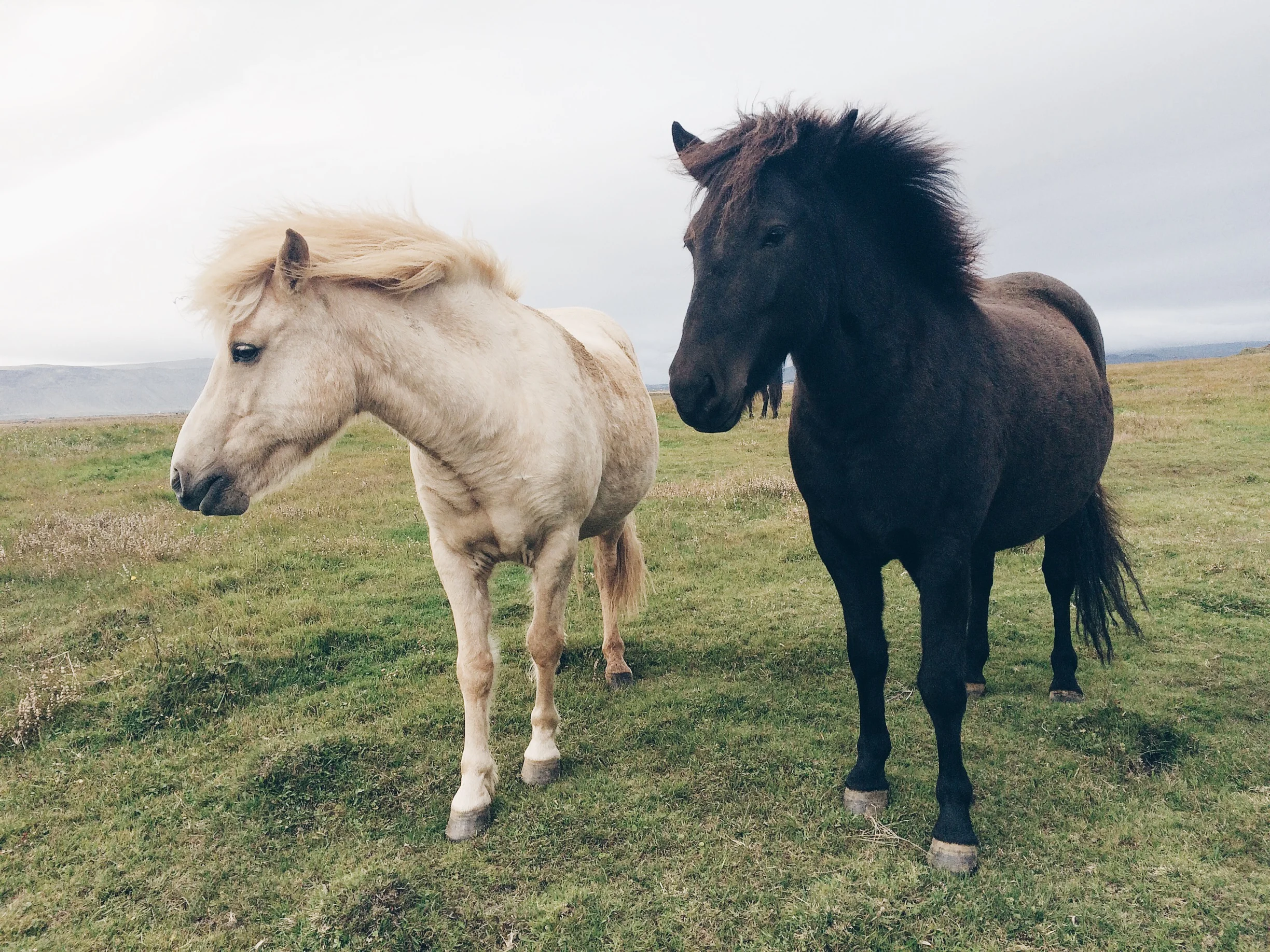 Iceland Day Five - Icelandic Horses 🐴