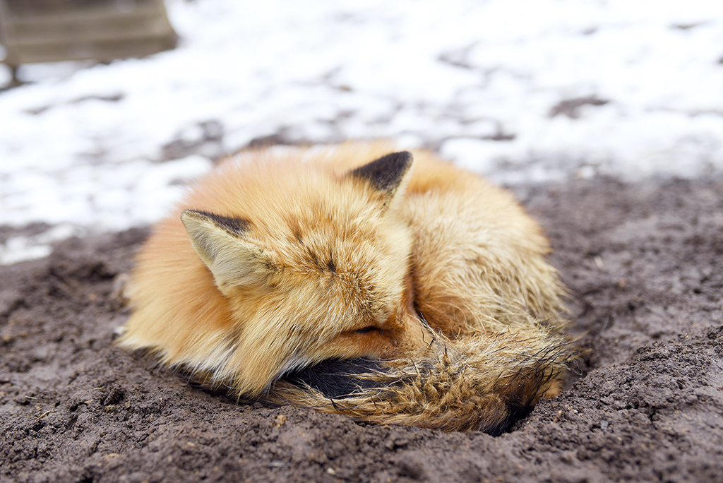 Рыжая лиса во сне. Спящие лисы. Сонная лиса.