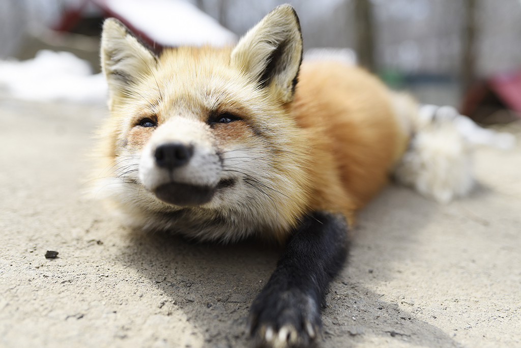 Fox Village in Japan - Surround Yourself in Cuteness