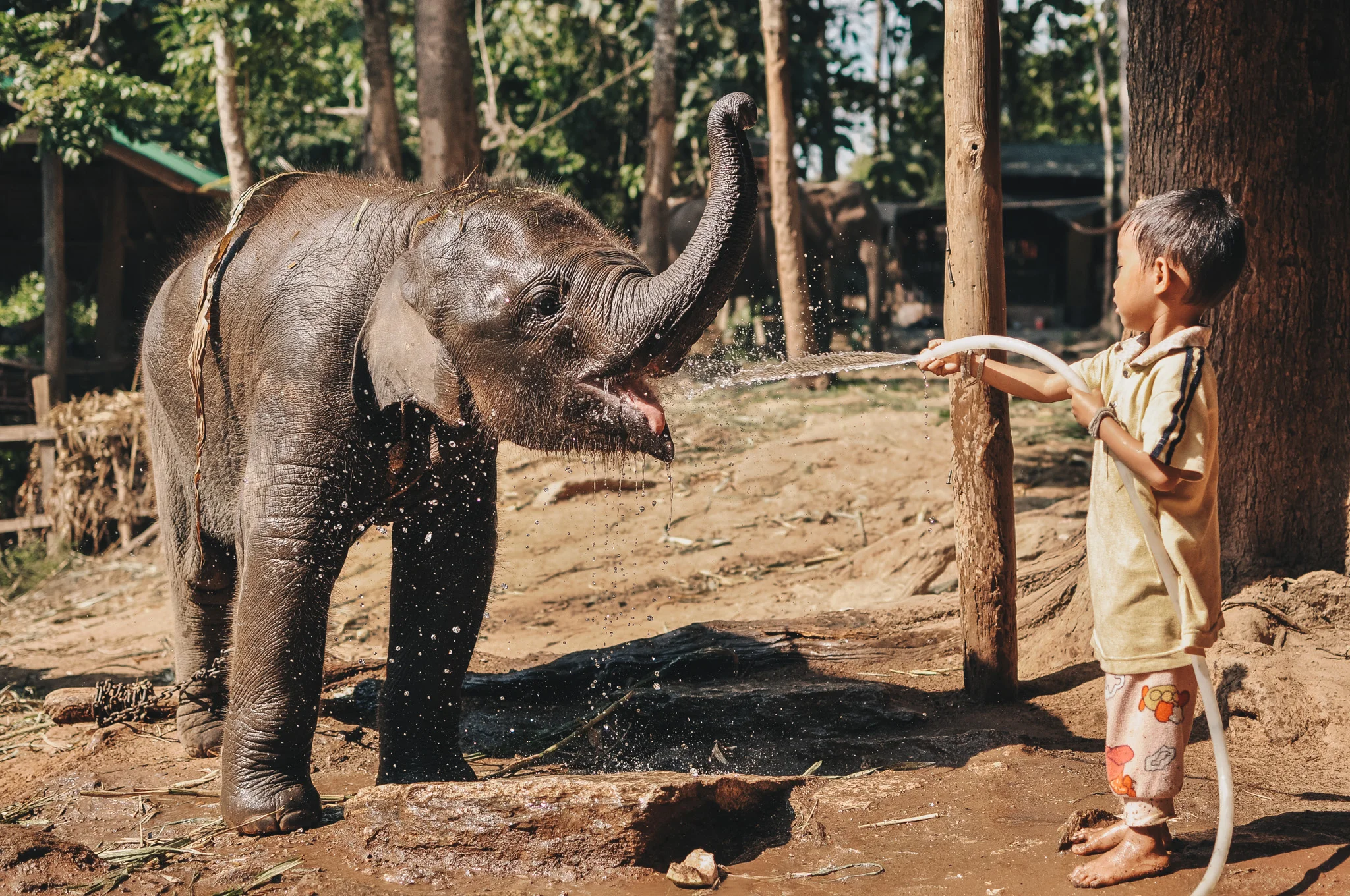 Thai Elephant 1.jpg