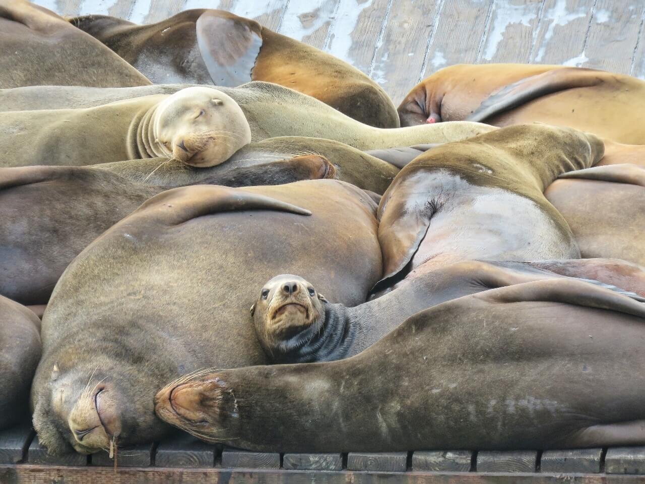 sea lions