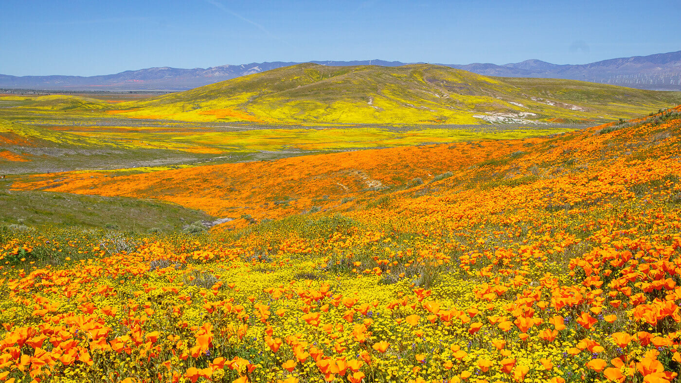 10 Best Places To See California Spring Blooms and Wildflowers — This