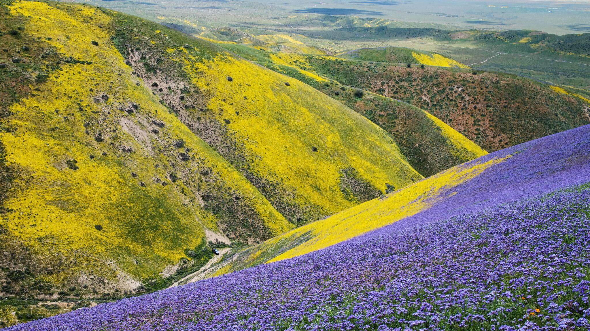 Where to See California Wildflowers This Spring, Visit California