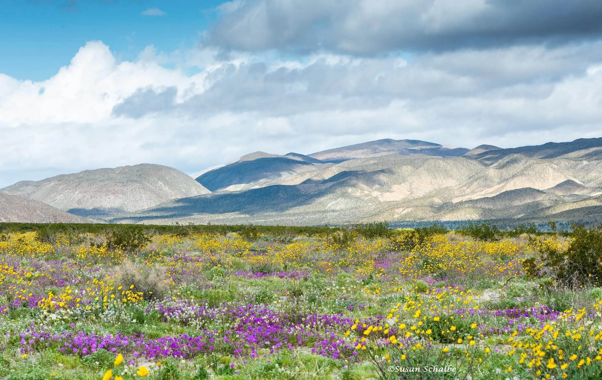 10 Best Places To See California Spring Blooms and Wildflowers — This