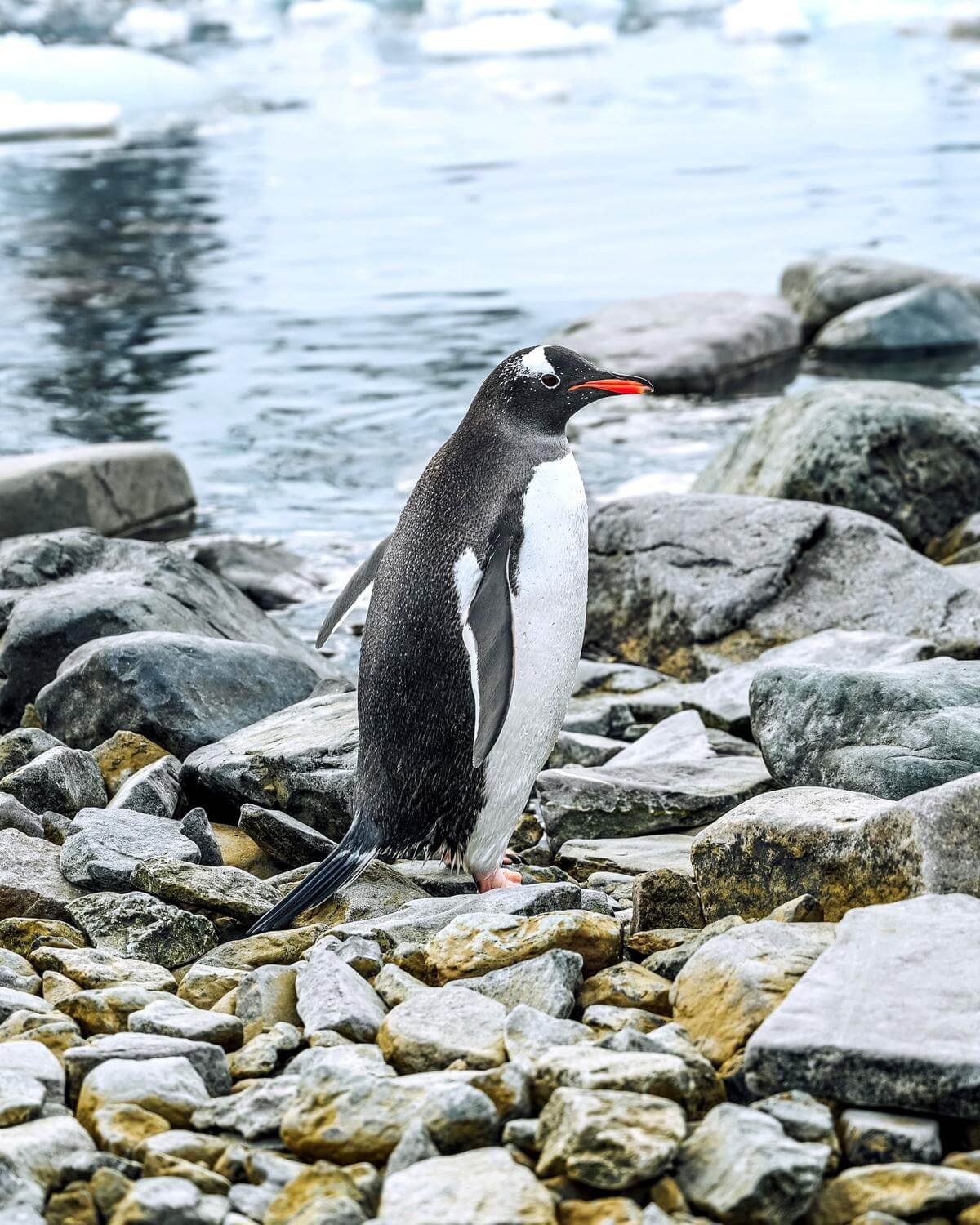 Antarctica Adventure with Viking Cruises