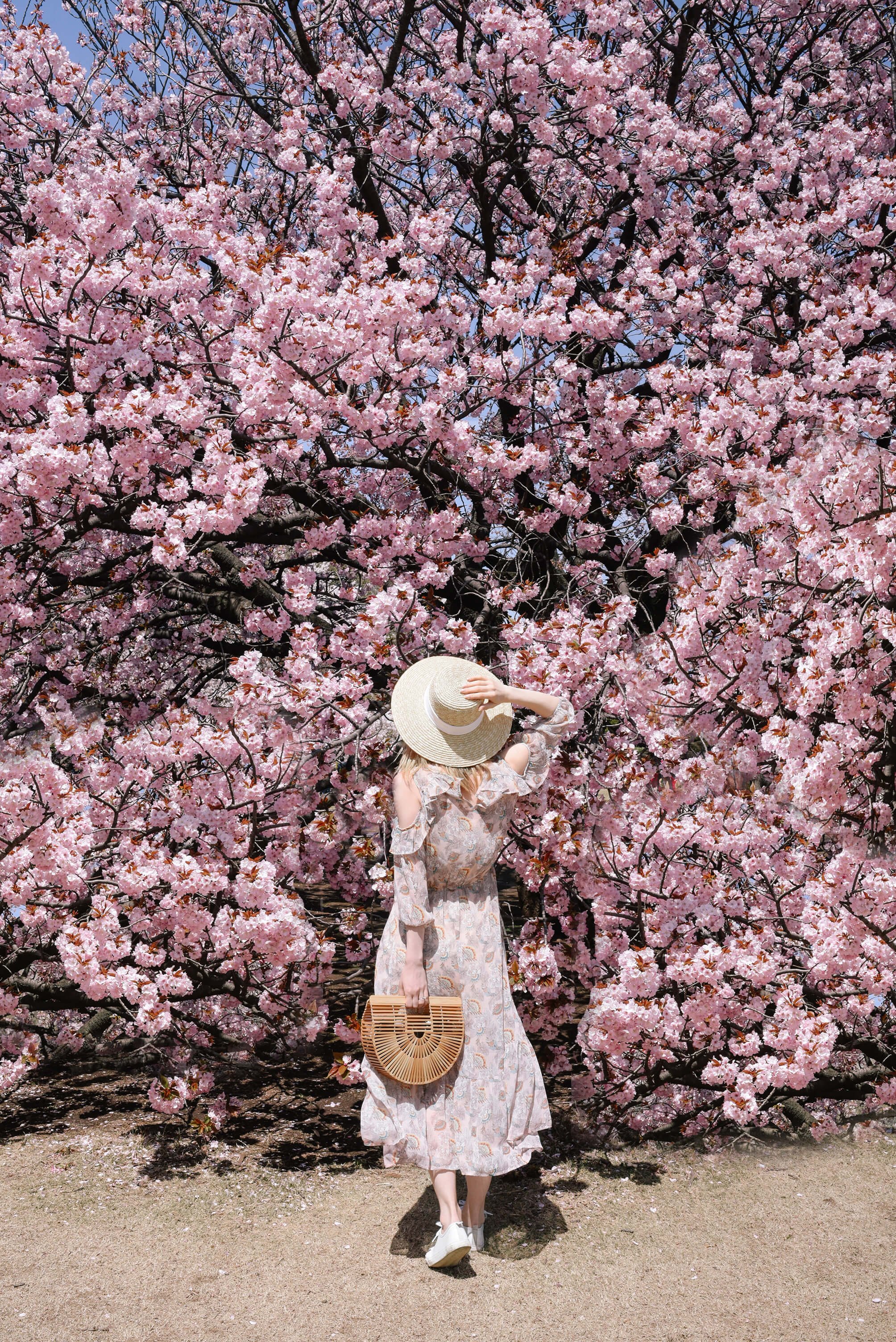Japan Cherry Blossom Guide 2024 — This Life Of Travel