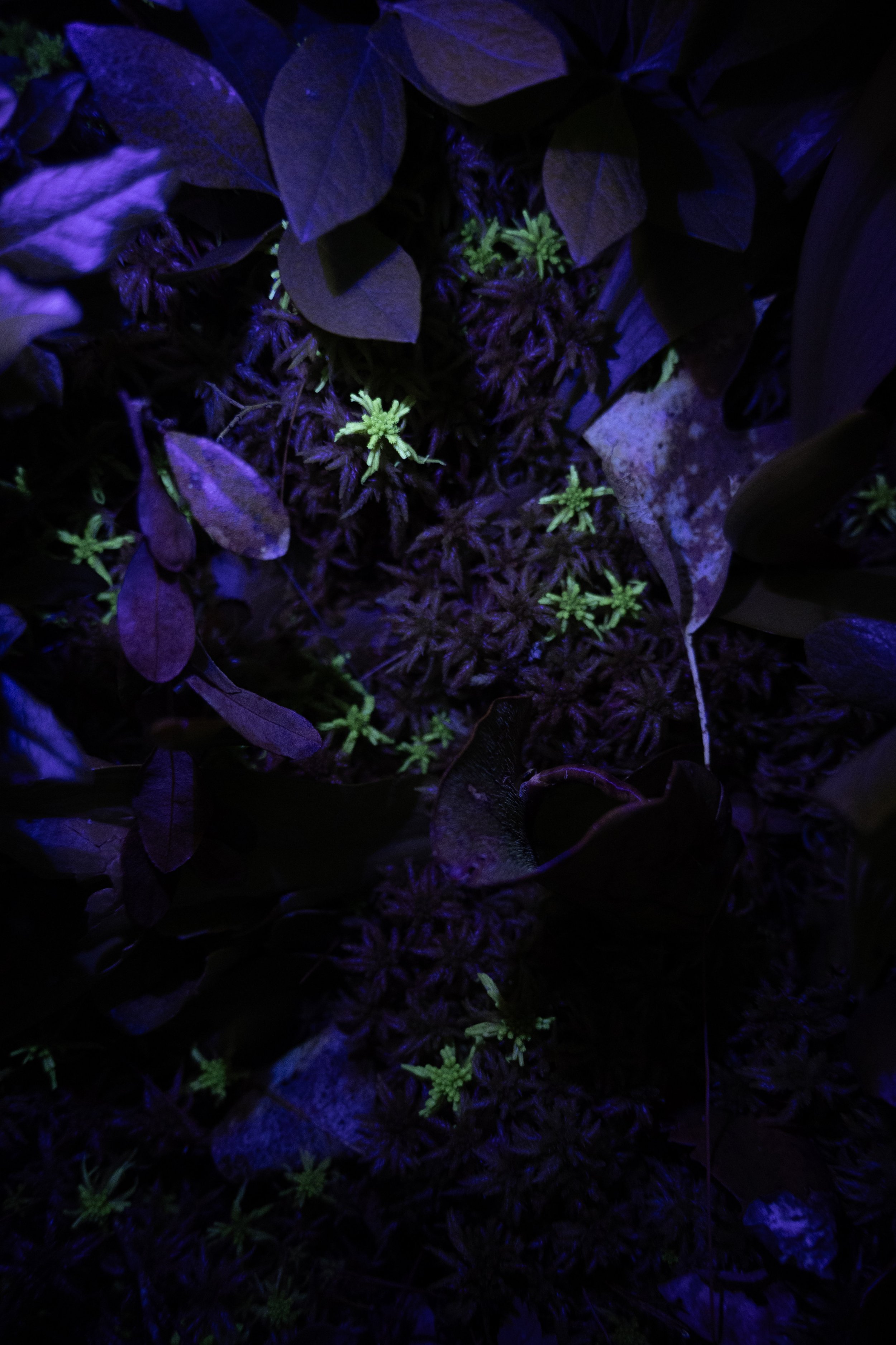 Fluorescence_1.JPG