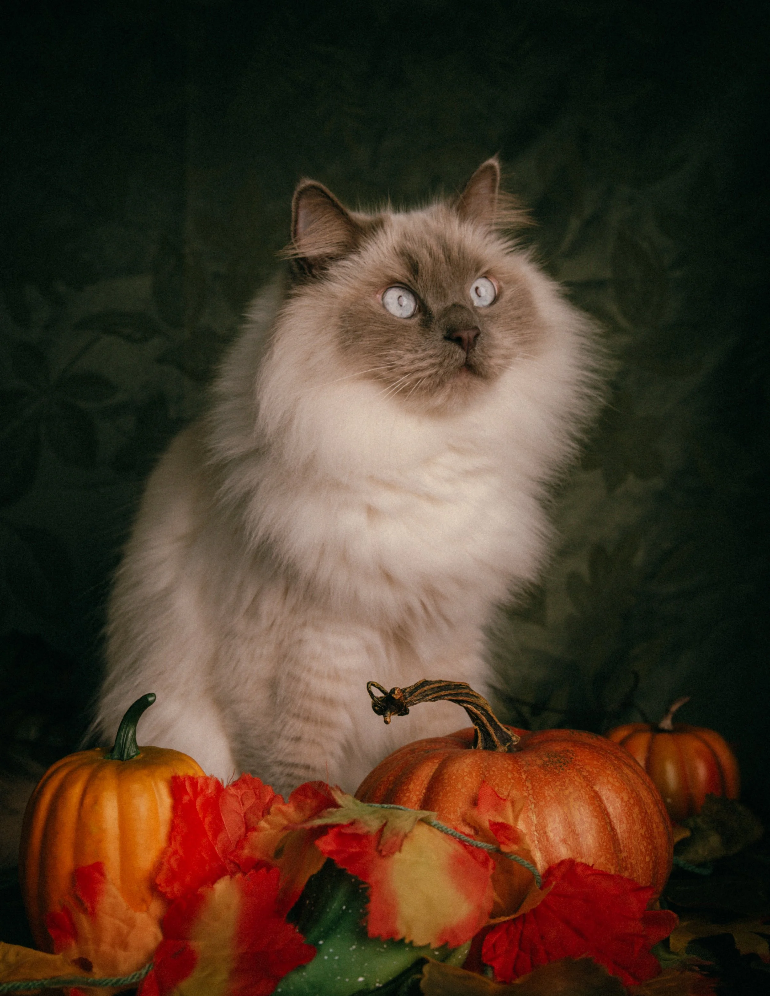 HaileeCat-16.jpg
