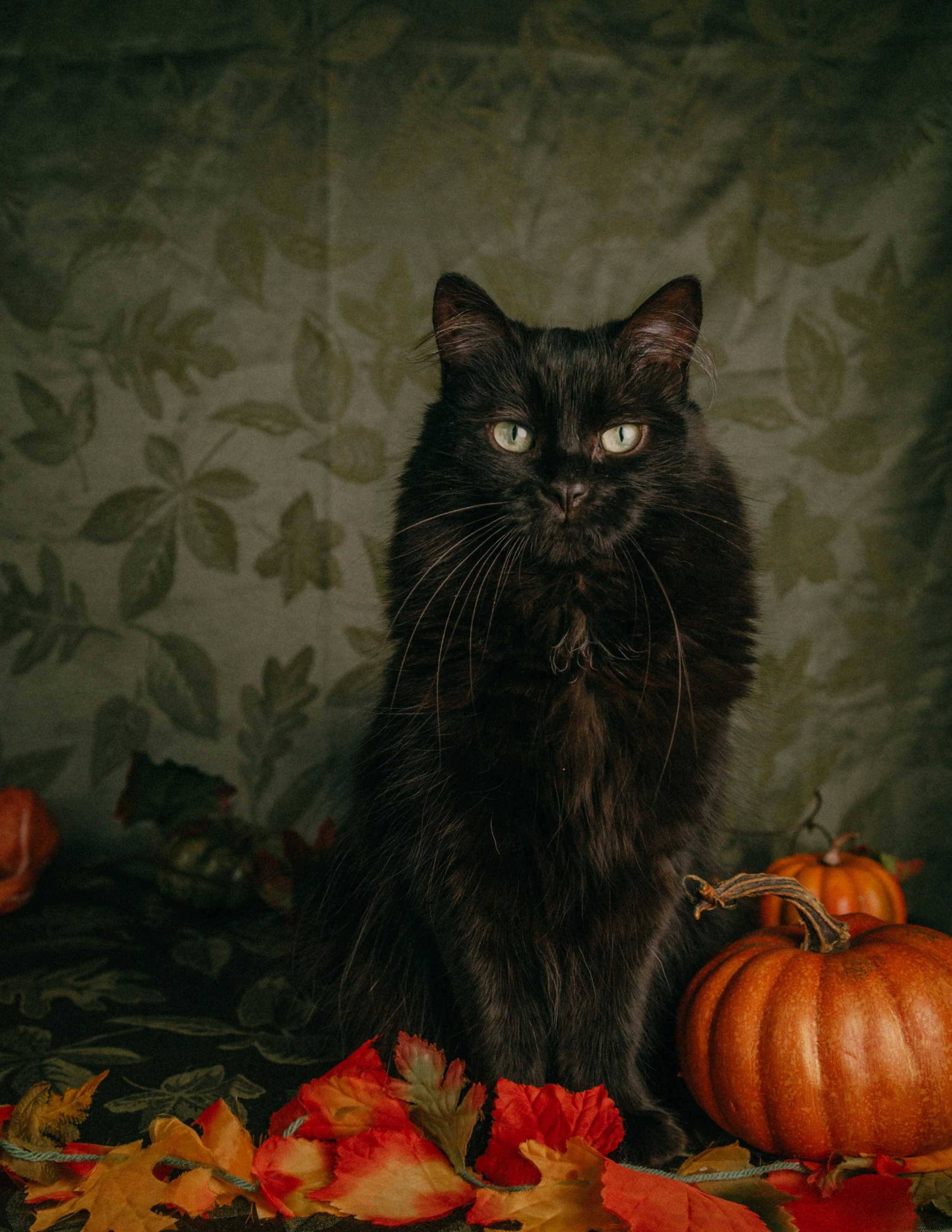 HaileeCat-13.jpg