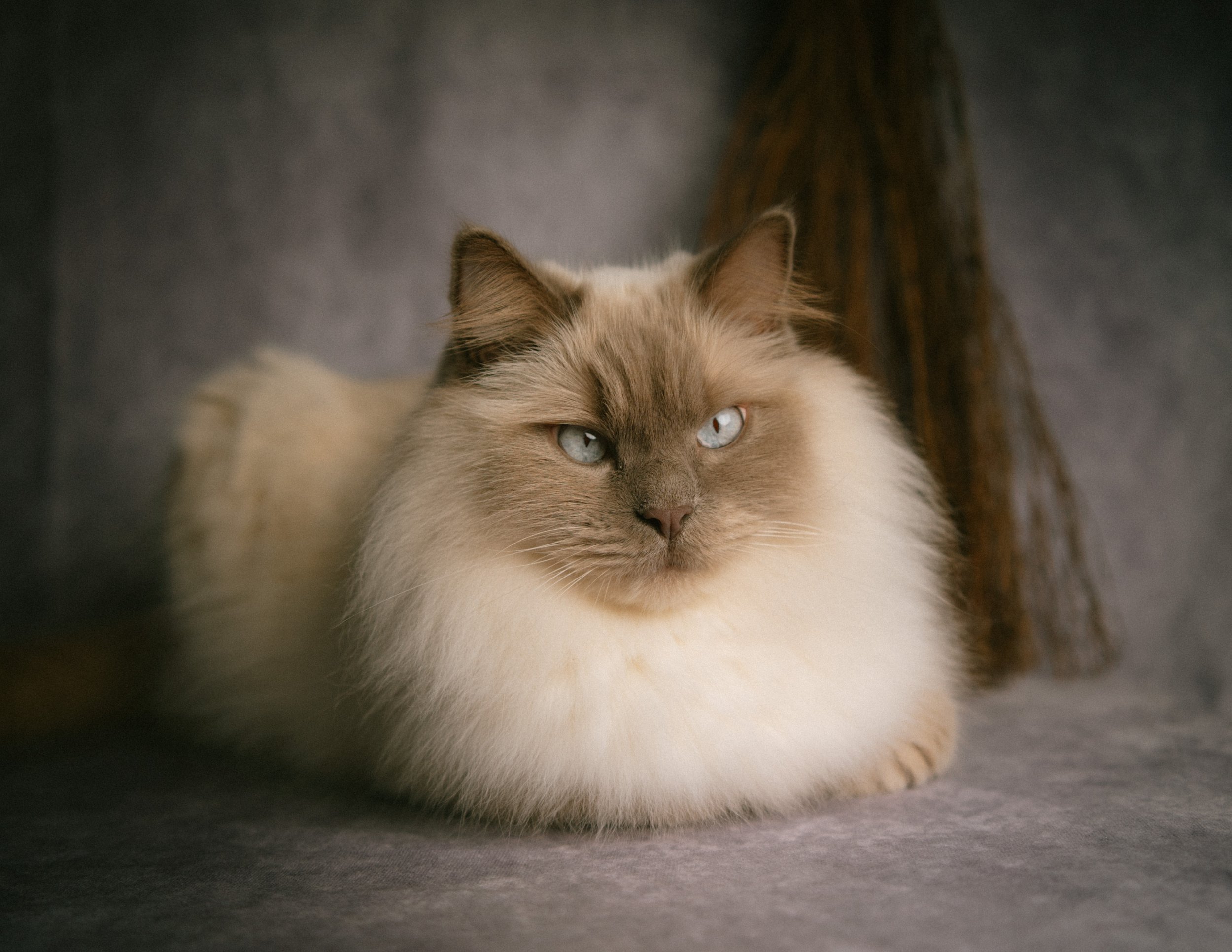 HaileeCat-5.jpg