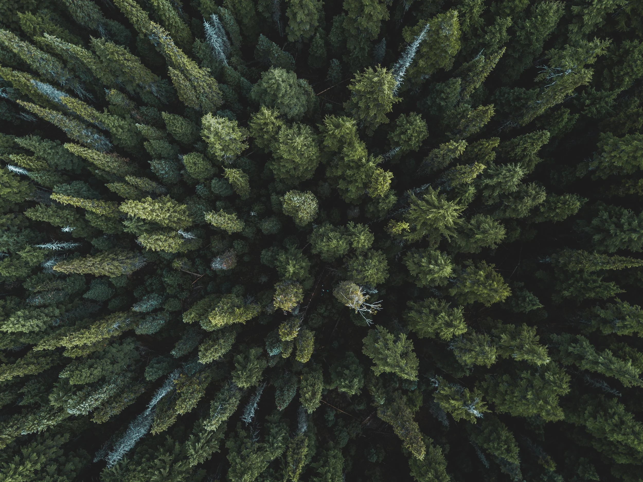 DJI_0012.jpg