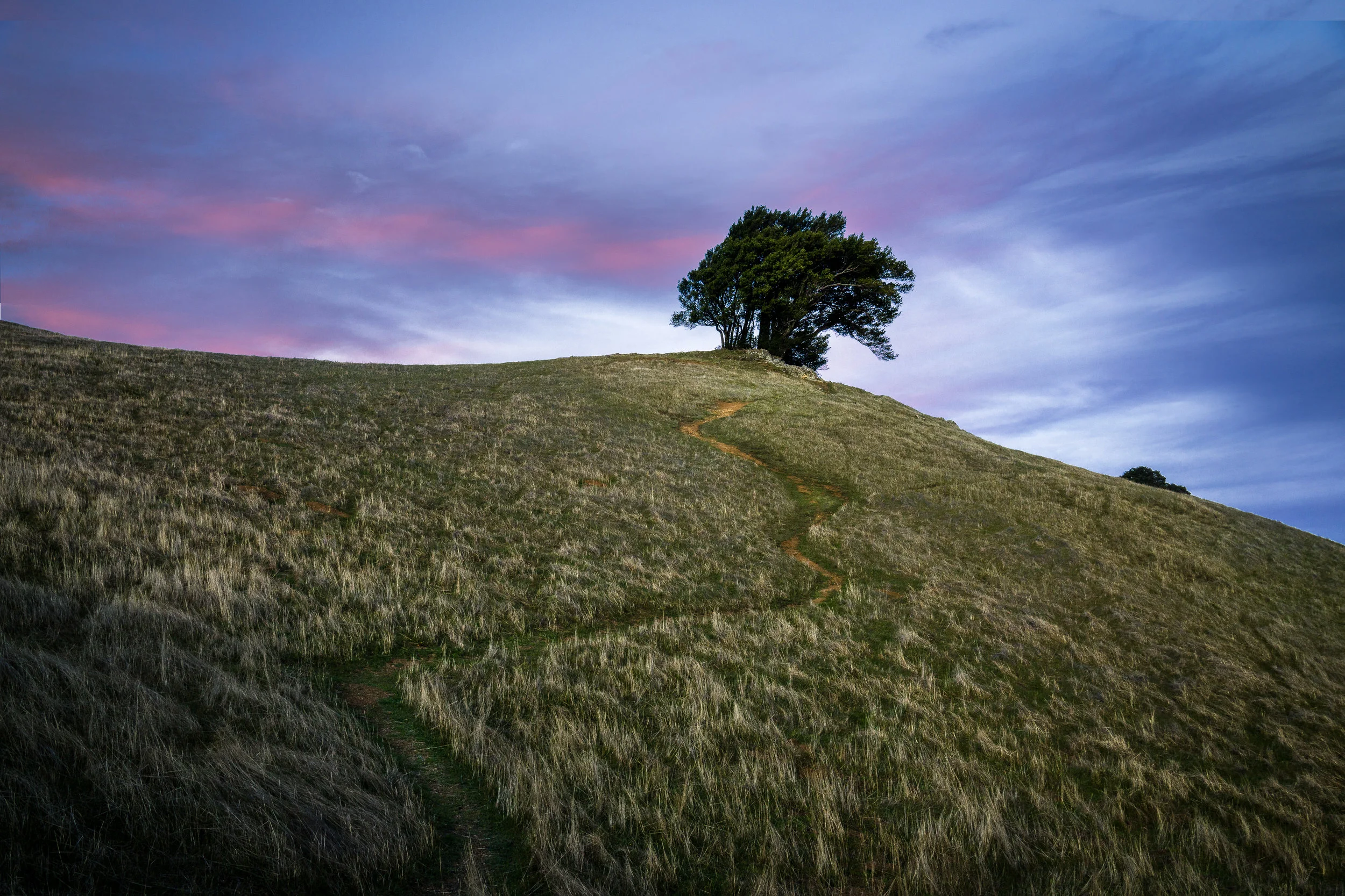 Lonely Tree - Mt Tamalpais