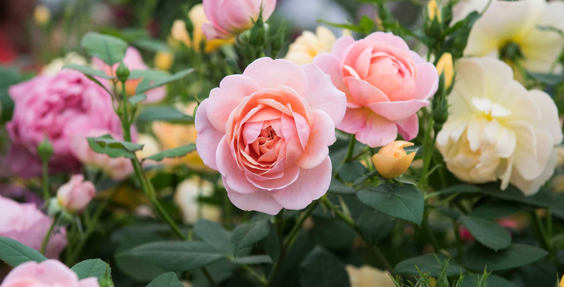 a story about two rose Bushes
