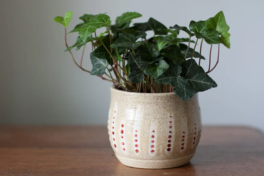 NOTE: PLANT NOT INCLUDED