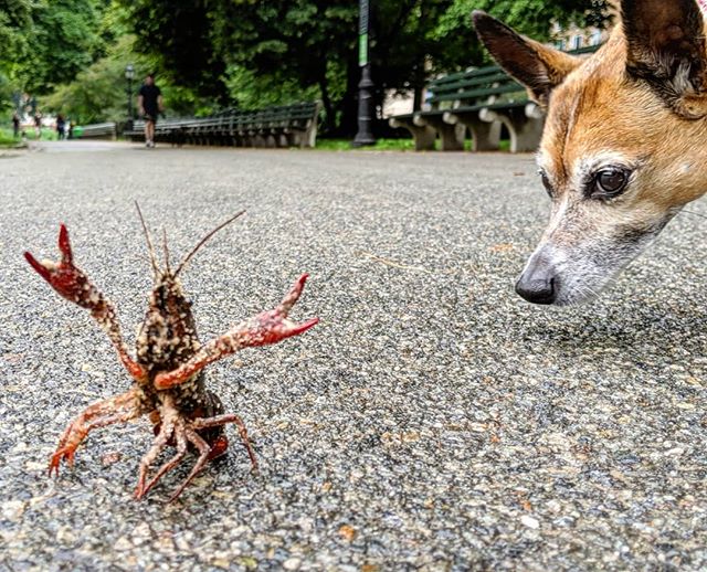 New Yorkers a little 🦀 with today's weather. \&reg;/ #NYC #wildlife #centralpark #harlem #harlemmeer #today #uptown #jokes #fun #dadjokes #pets #animals