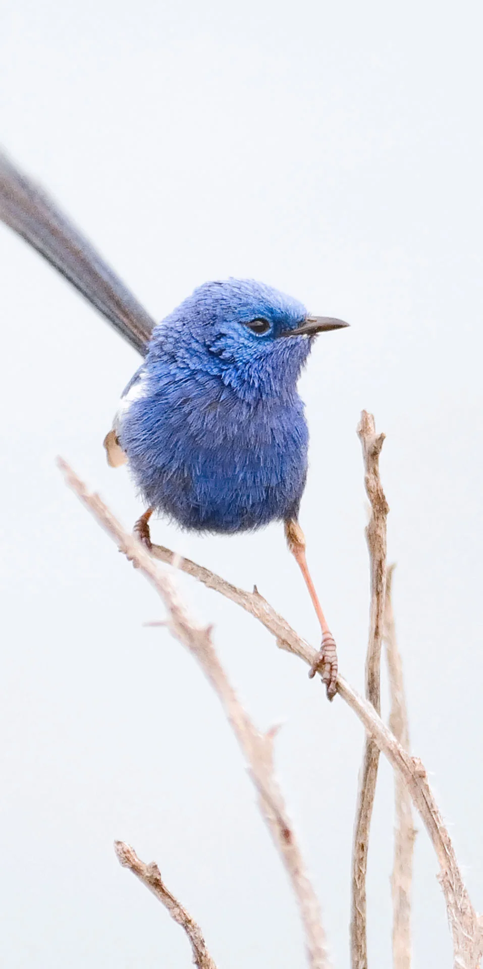 jsparker.photography.gallery.Wildlife Photography