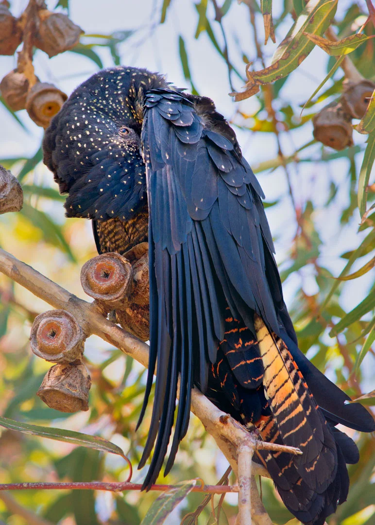 DSC_6615e.jpg