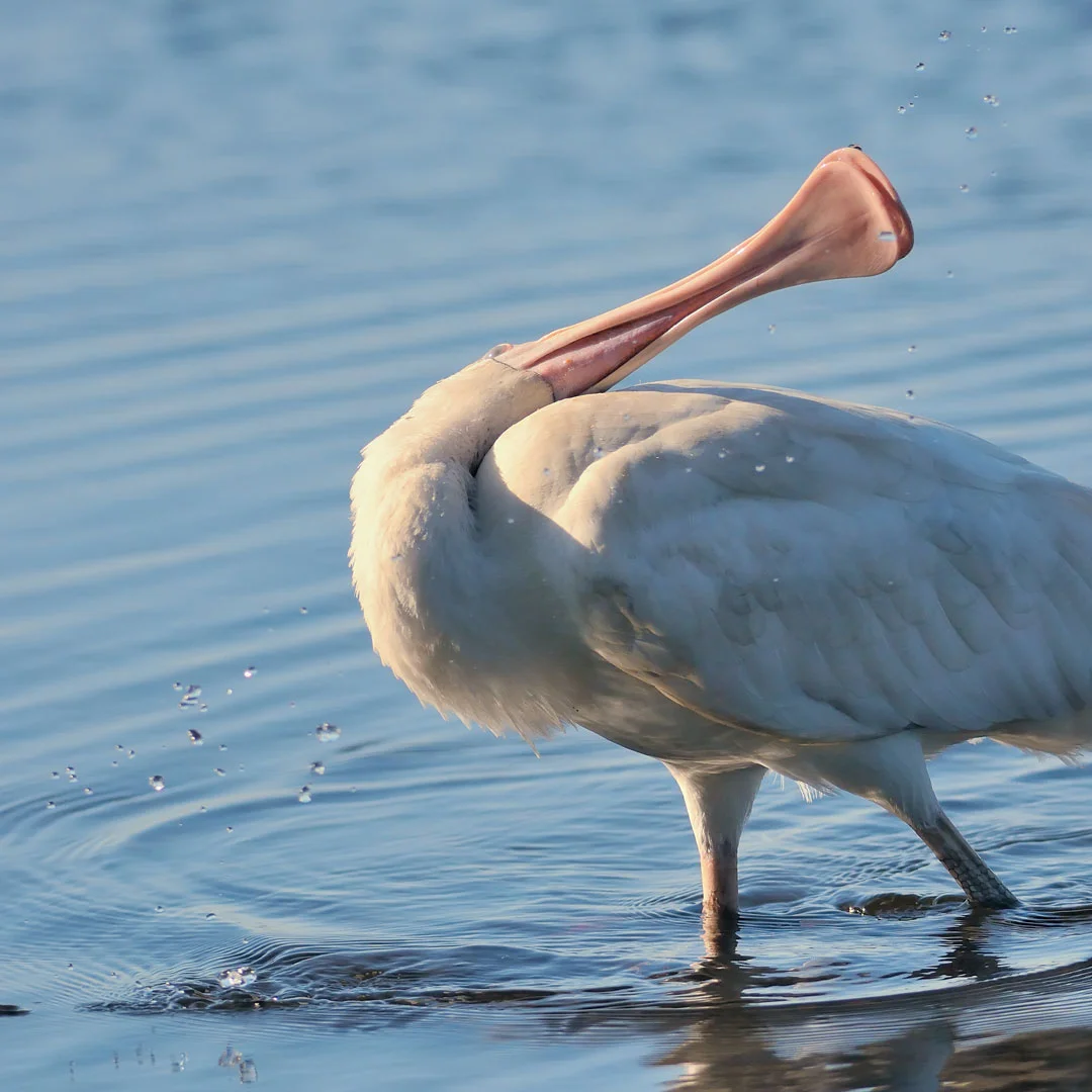 Yellow-Billed-Spoonbill-colour.jpg