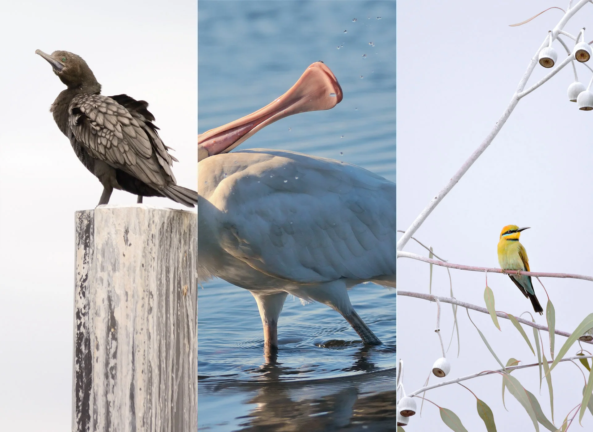 Landscape Photography-06 wildlife photography.jpg