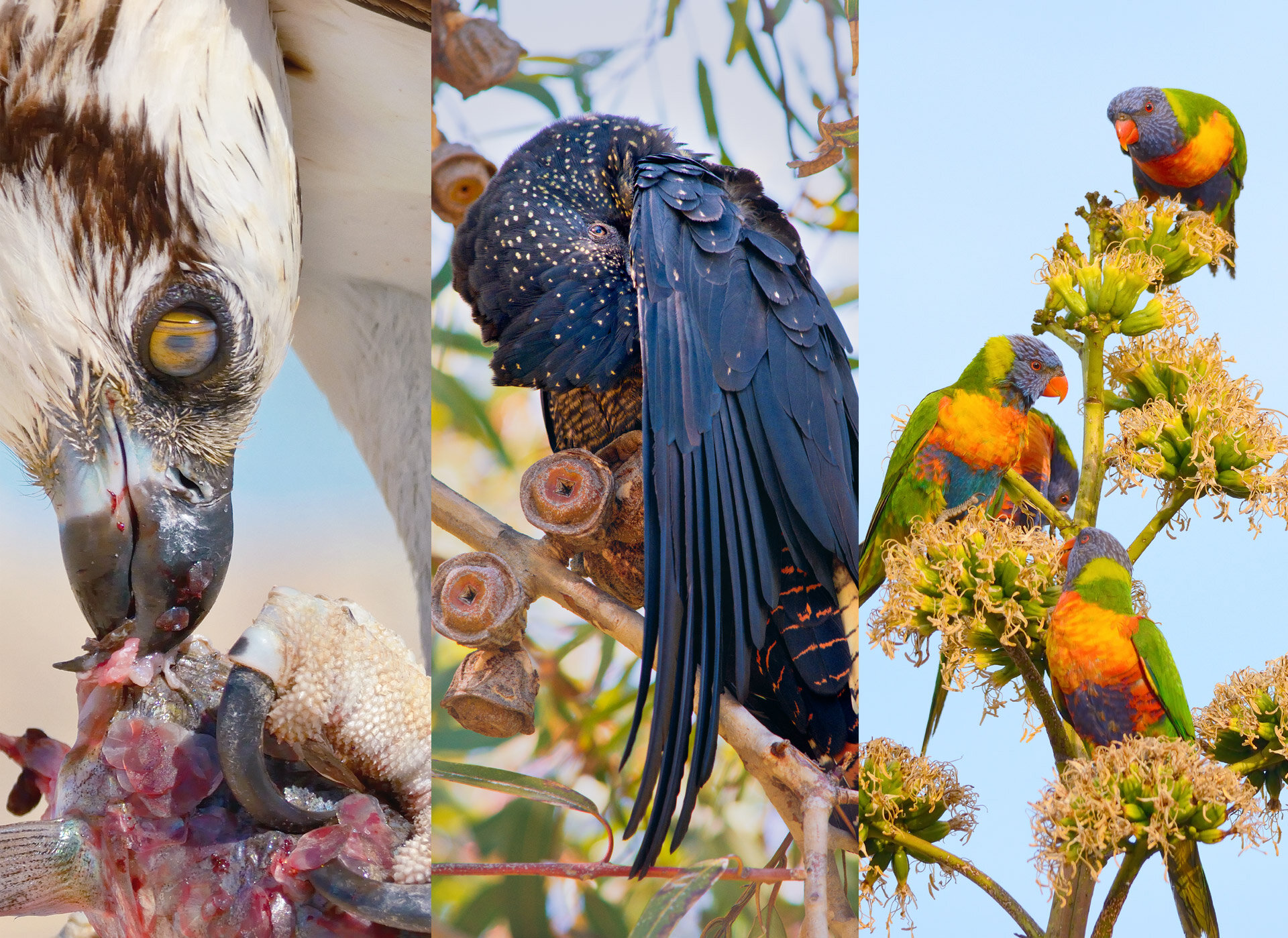 Landscape Photography-05 wildlife photography.jpg