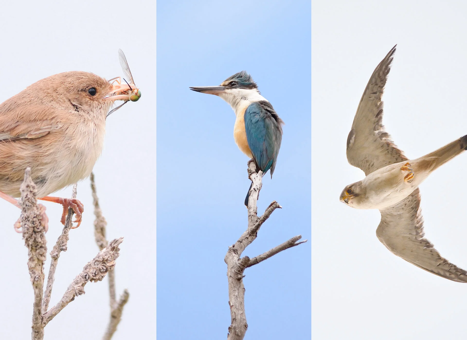 Landscape Photography-07 wildlife photography.jpg