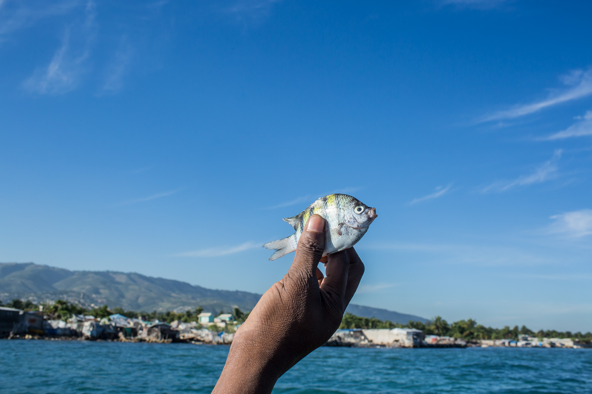  A small fish caught for eating by fishermen Jean Claude Pierre and Jean Claude Joseph on Monday, December 15, 2014 in Port-au-Prince, Haiti. 