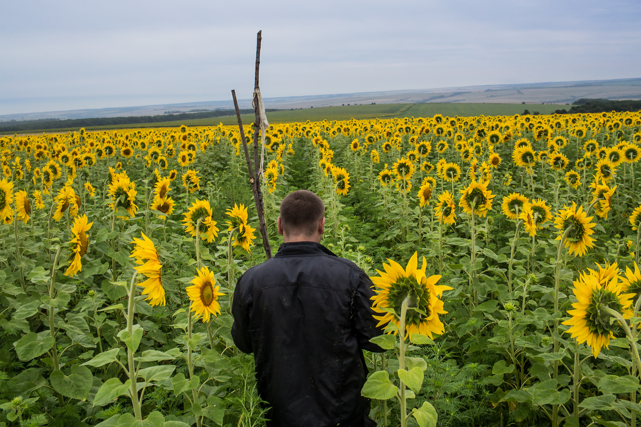  An off-duty coal miner searches a field for debris and human remains from the crash of Malaysia Airlines flight MH17 on July 18, 2014 in Grabovo, Ukraine. The flight, traveling from Amsterdam to Kuala Lumpur, crashed on the Ukraine/Russia border nea