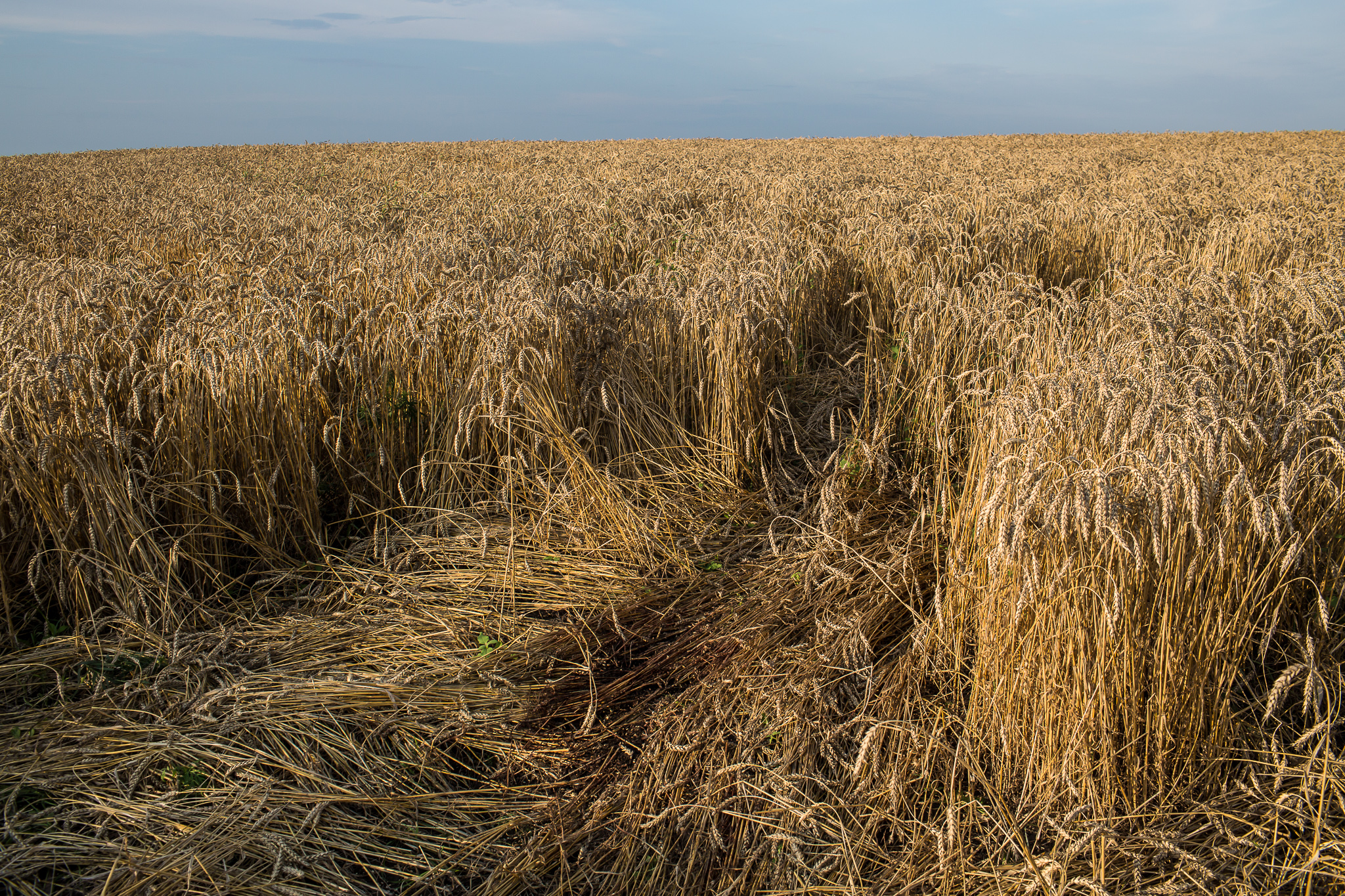  Blood stains the spot in a wheat field where the body of a passenger on Malaysia Airlines flight MH17 landed and was later removed on July 19, 2014 in Grabovo, Ukraine. The flight was traveling from Amsterdam to Kuala Lumpur when it crashed killing 