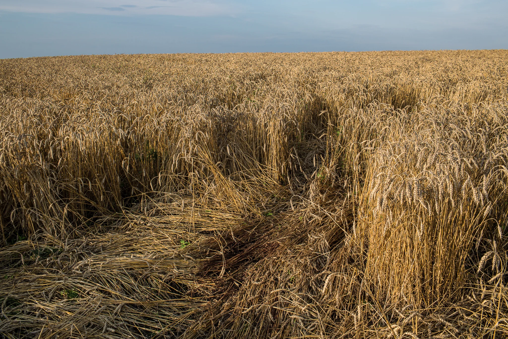 Blood stains the spot in a wheat field where the body of a passenger on Malaysia Airlines flight MH17 landed and was later removed on July 19, 2014 in Grabovo, Ukraine. The flight was traveling from Amsterdam to Kuala Lumpur when it crashed killing all 298 on board including 80 children. The aircraft was allegedly shot down by a missile and investigations continue over the perpetrators of the attack.