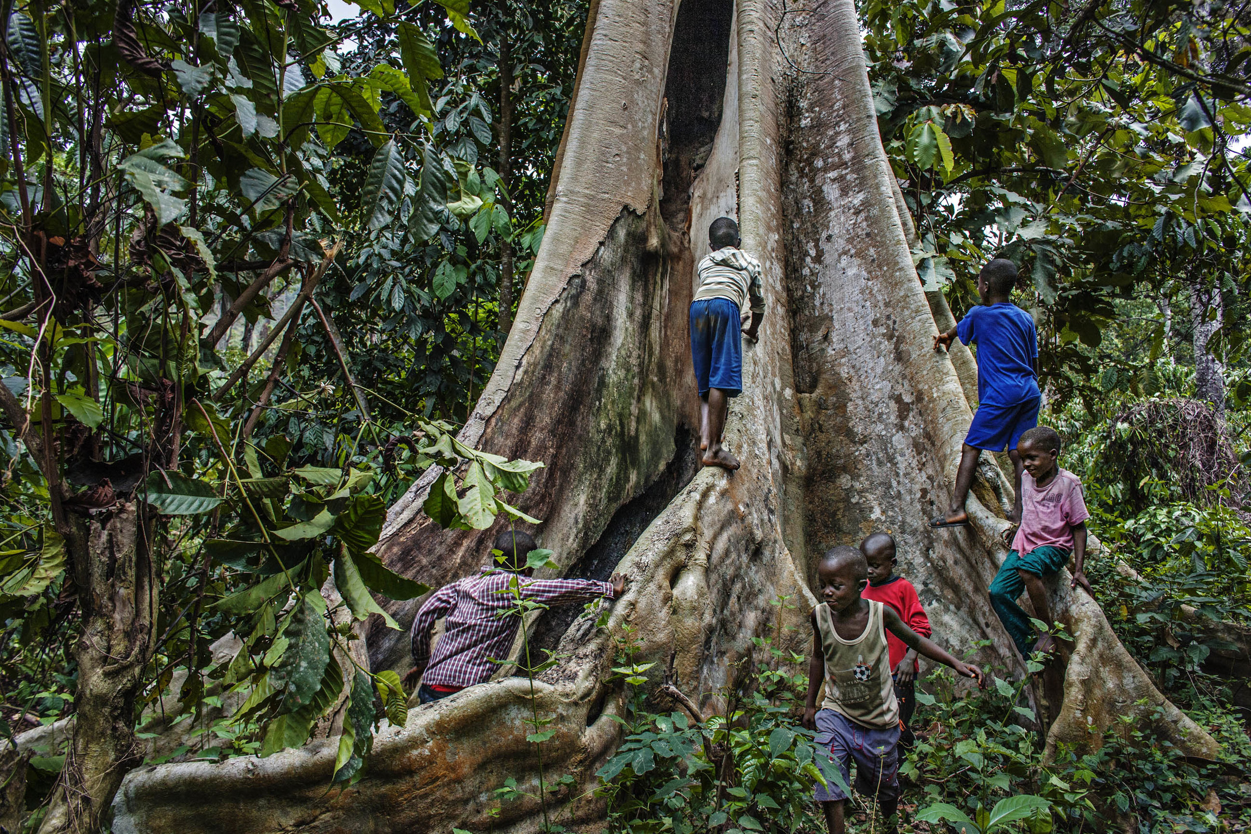 Young boys play around the tree that used to house a large colony of insect bats. Dr. Fabian Leendertz suspects that these bats may have bee the reservoir host for the Ebola virus that broke out in Meliandou in December 2013.  (Pete Muller/Prime for