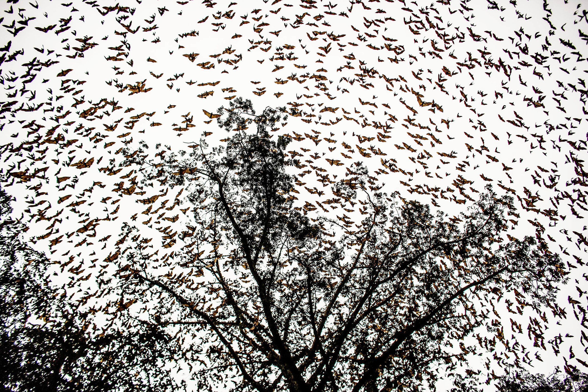  A large colony of fruit bats takes flight out of the trees where they live in the village of Attienkru, outside Bouake, Ivory Coast on Tuesday November 11, 2014. Three species of fruit bats have historically been suspected of being the reservoir hos