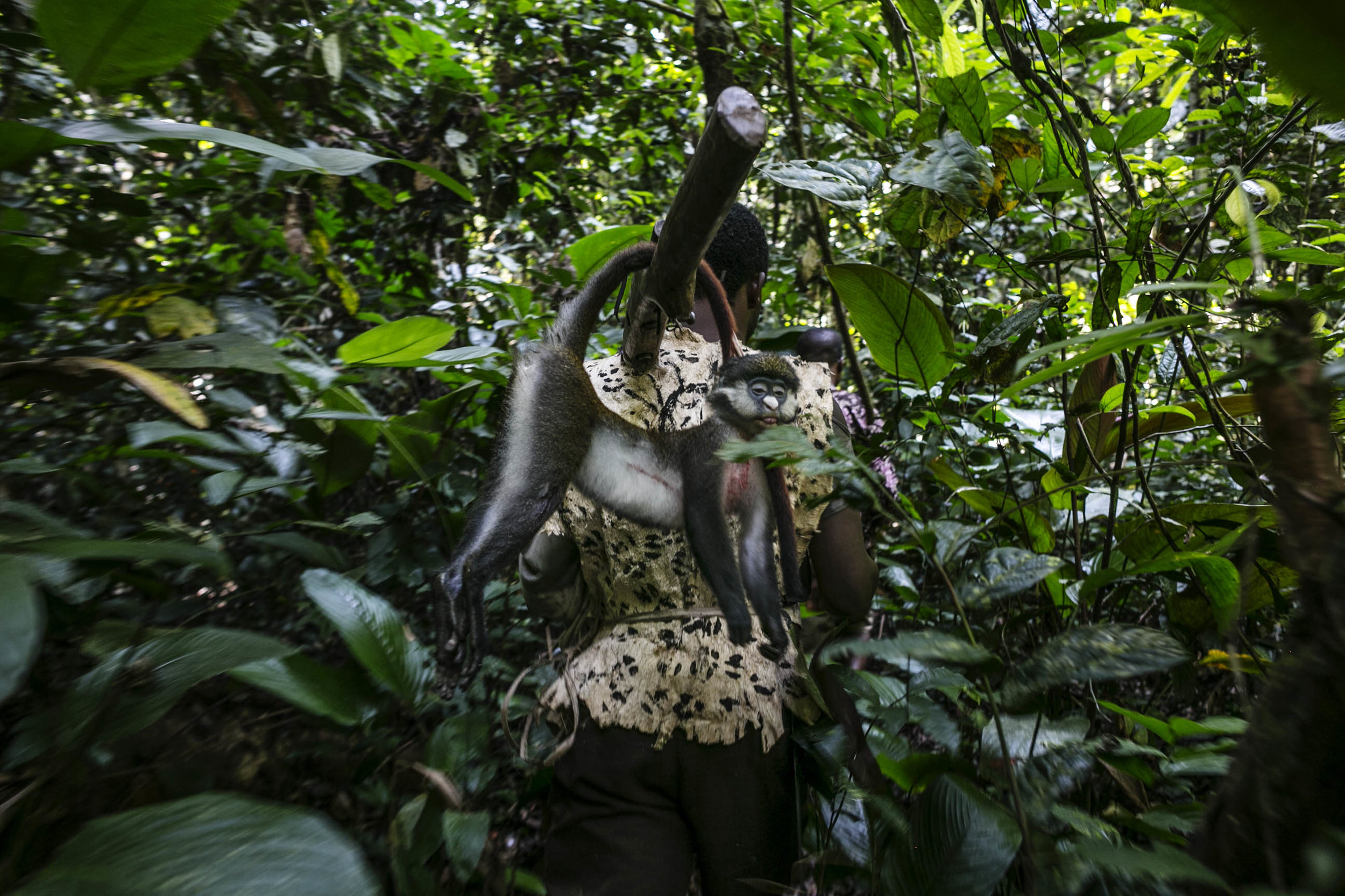  Bushmeat hunters navigate the forest looking for monkeys outside the village of Wisi, northeastern DRC. (Pete Muller/Prime for National Geographic) 