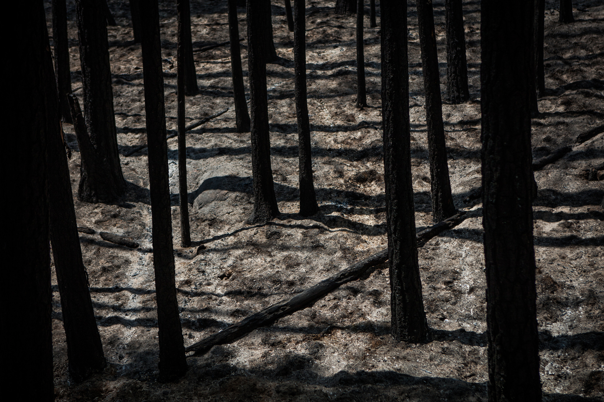  The remains of a forest burned by the Rim Fire just outside Yosemite National Park, California, August 24, 2013. The Rim Fire burned 257,314 acres and is the third largest wildfire in California history. 