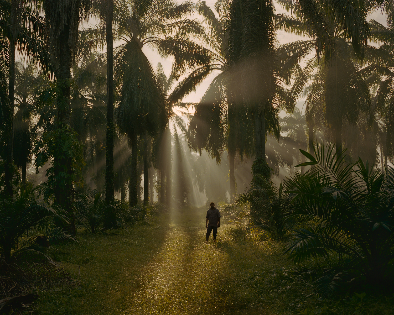  A campesino in Bajo Aguan, where local farm workers are waging a war against big African Palm companies. 