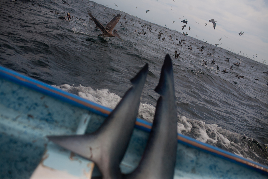 Mexico Shark Fin