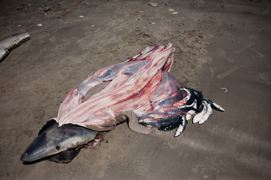 Shark Fishing Mexico